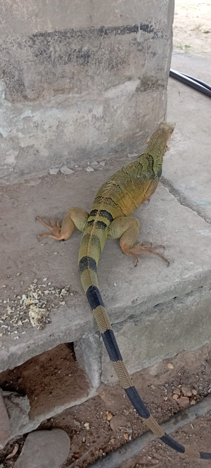 Iguana
